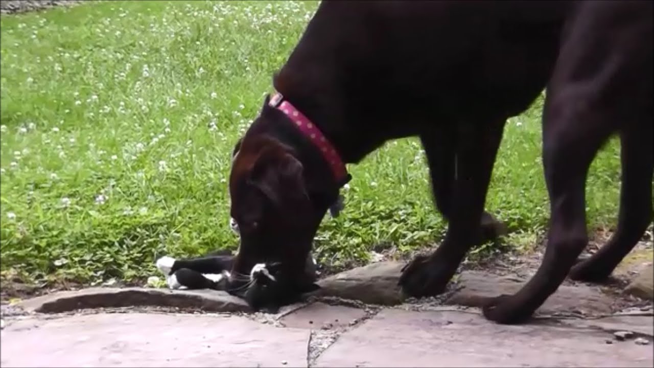 Chocolate Lab Nibbles on Kitten