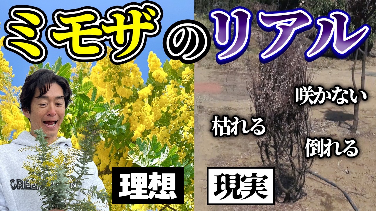 【９割間違ってる】咲かない・枯れる・倒れる。絶対失敗しないミモザの育て方