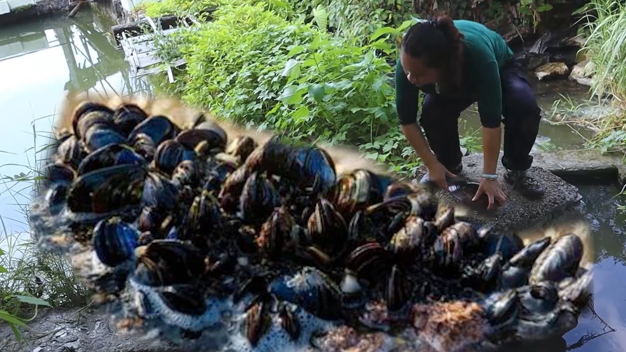 Beautiful shellfish breed precious pearls, and girls are picking them