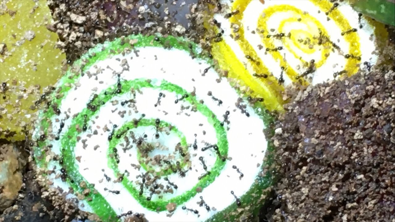 Ants eat candy at night