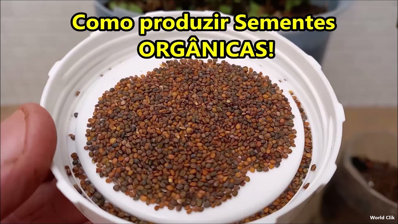 Como produzir Sementes Org&acirc;nicas  em Casa, R&uacute;culas