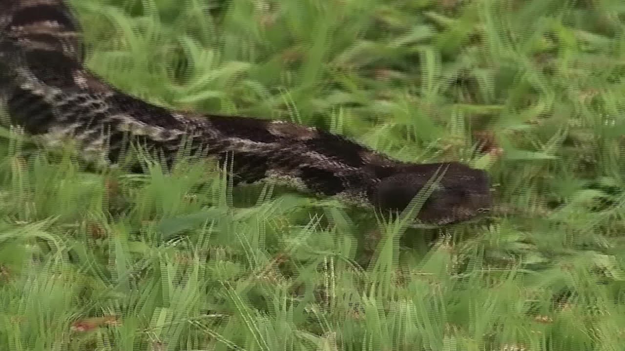 Rare two-headed rattlesnake found in New Jersey