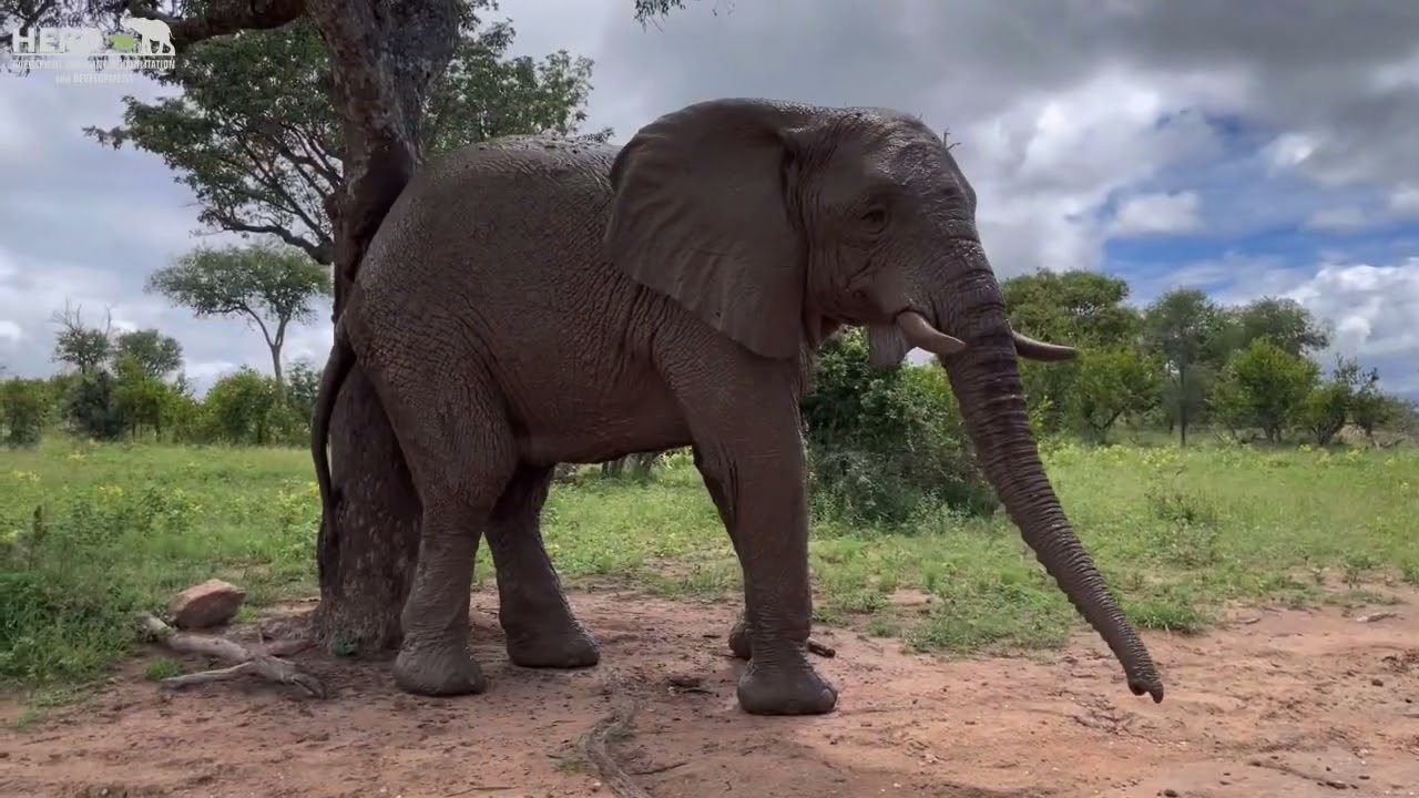 Restoring Our Wilderness ~ From Elephant Dung to Marula Trees