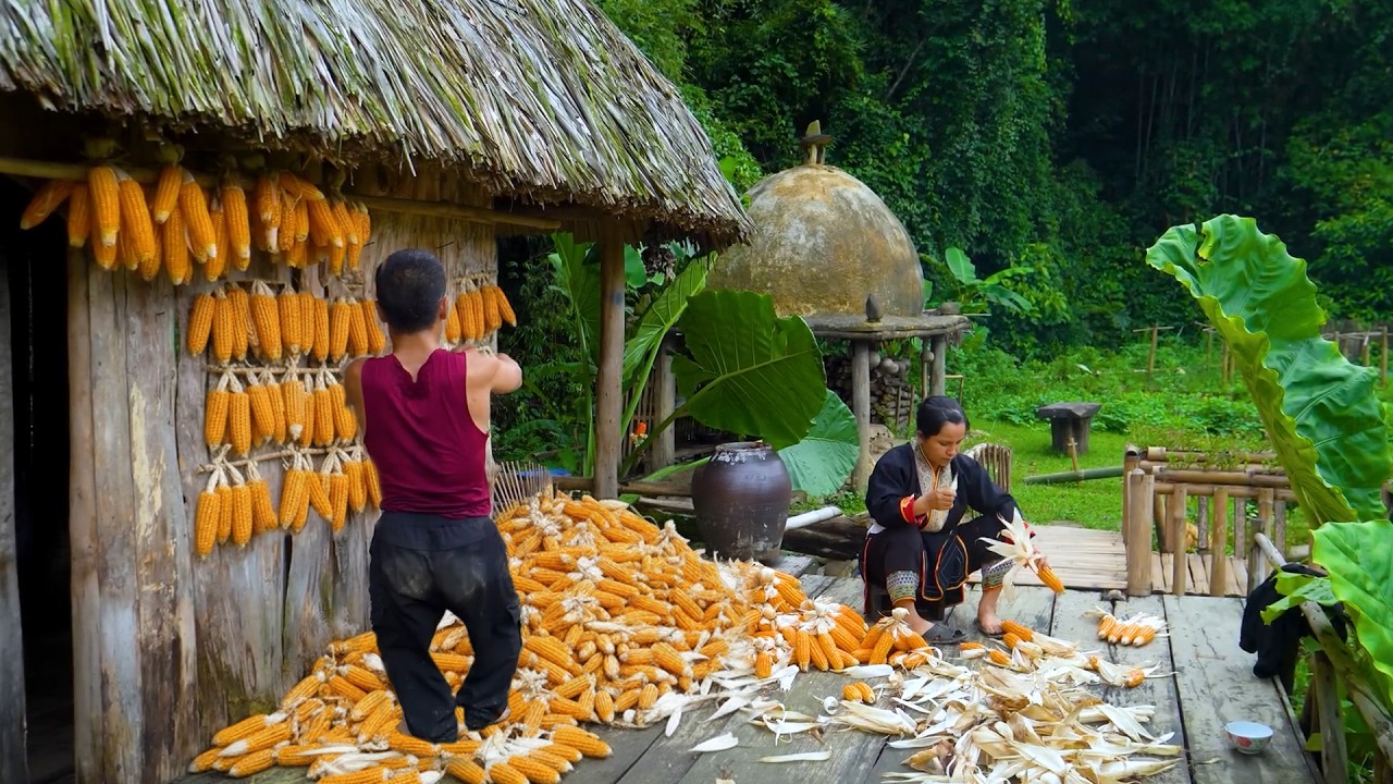A Joyful Day Gathering Corn by Hand the Traditional Way with a Dwarf Family