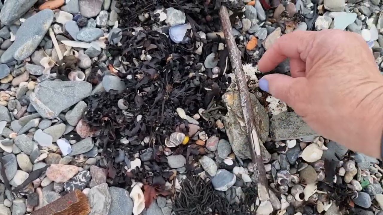 Sea Glass Ireland beachcombing for seaglass in Bangor Co Down on 24th June 2024