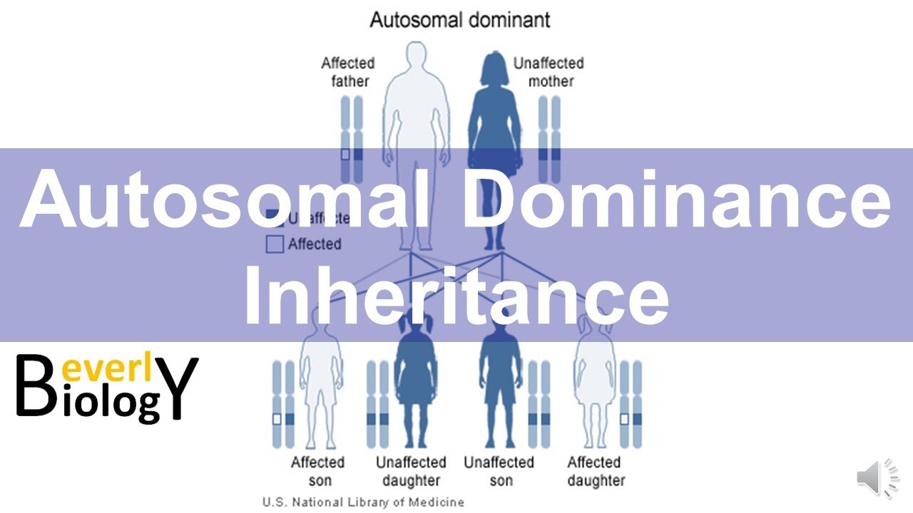 Autosomal Dominance Genetic Inheritance (story based)