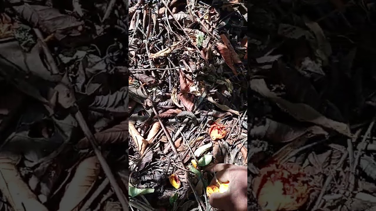 Guayabal en producción ....3 años de sembrado cap. 2