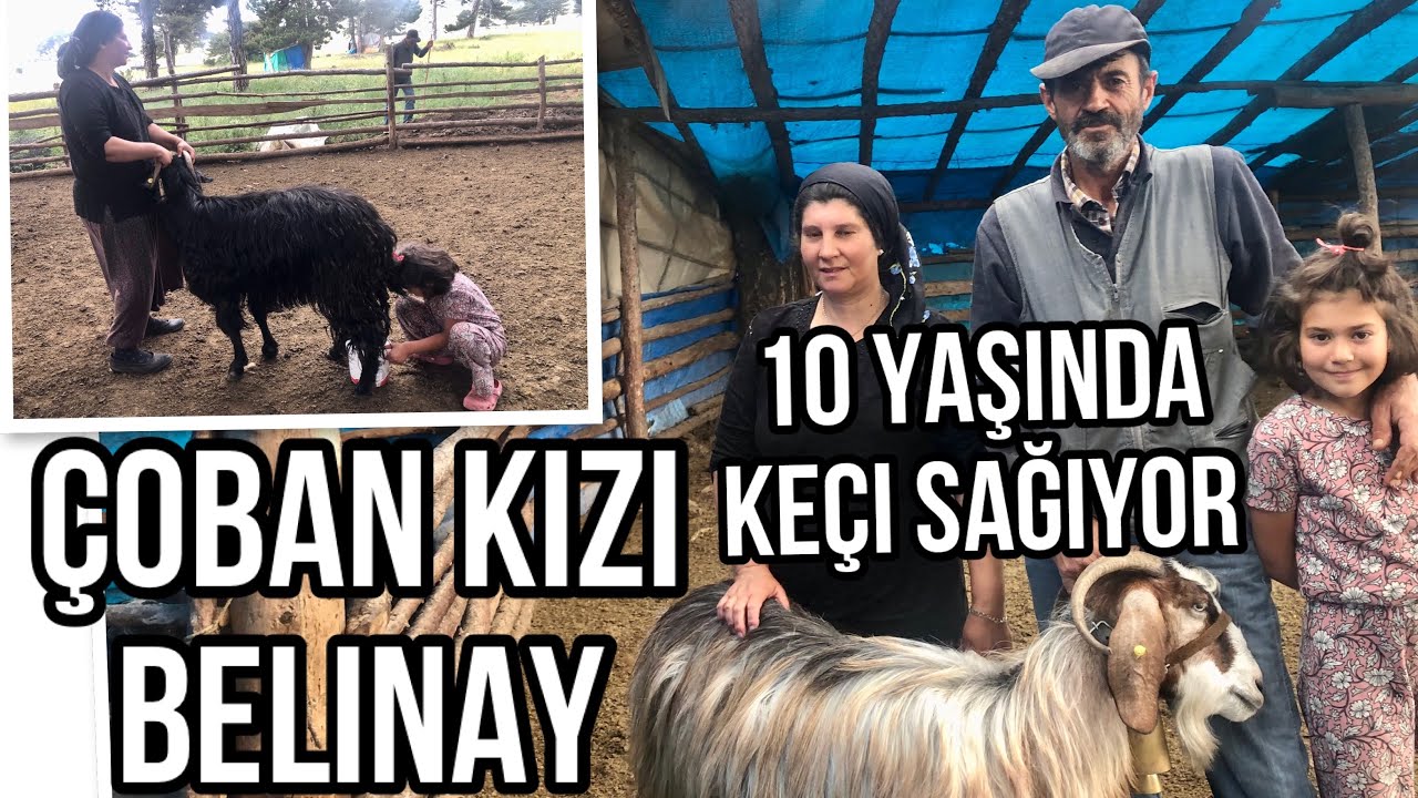 ÇOBAN KIZI BELİNAY ON YAŞINDA KEÇİ SAĞIYOR