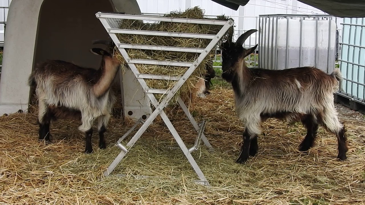 干し草を食べるヤギ　St. Gallen Booted Goat&times;Valais Blackneck Goats　2018 0830