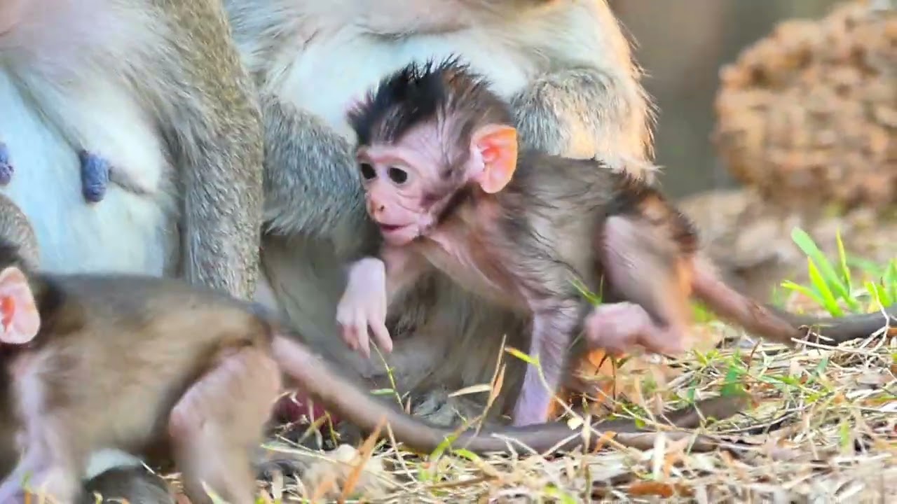 Two baby try walk out from Mom