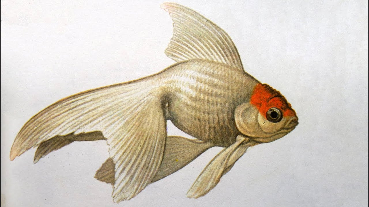 Золотая рыбка (Carassius auratus) - Аквариумные тропические рыбы № 8