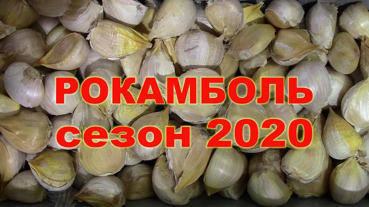РОКАМБОЛЬ весенняя посадка