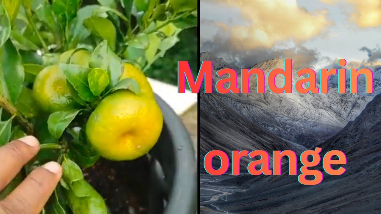 എൻ്റെ വീട്ടിൽ ആദ്യമായി കായ്ച്ച Mandrin Orange 🍊 വീഡിയോ കാണാം