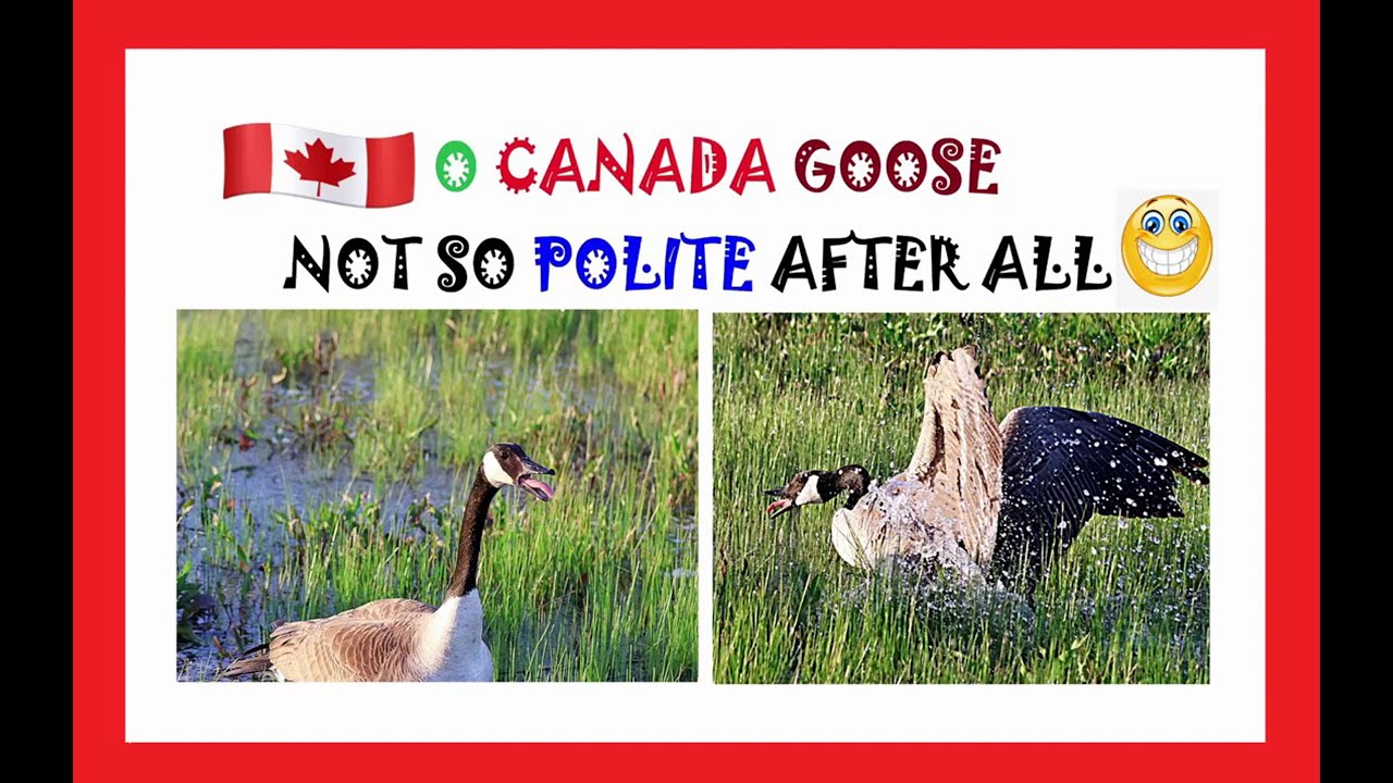 O CANADA (GEESE) – Not So POLITE After All! + Gallery of Best Pictures