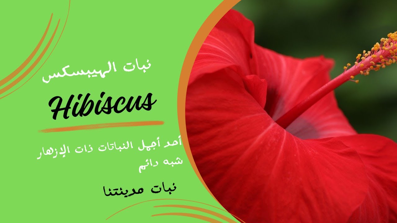 نبات الهيبسكس Hibiscus | أفضل الطرق للعناية به