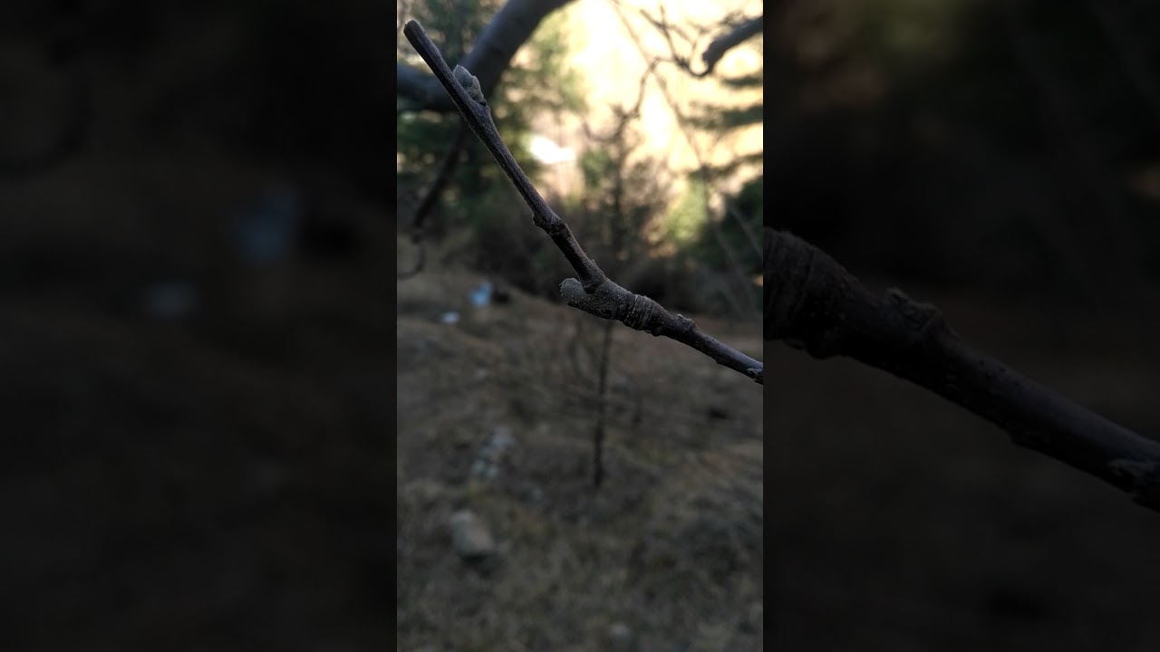 How to create spurs in Apple trees Part -1