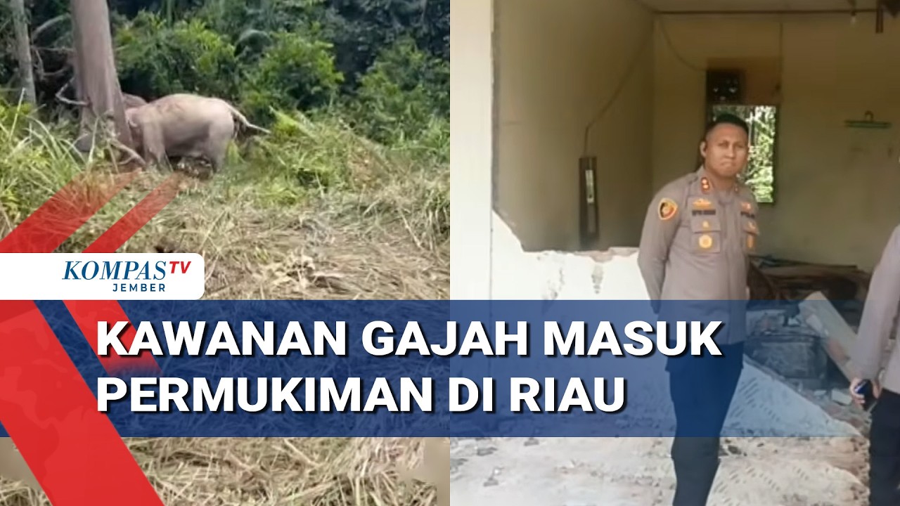 Dramatis! Anak Gajah Terjebak, Kawanan Masuk Permukiman Siak