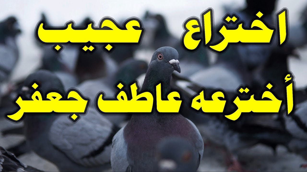 فكرة إبداعية لنزول الحمام الزاجل بسرعة رهيبة أثناء السبق والحصول على مركز أول  مع أ/عاطف جعفر  🕊️
