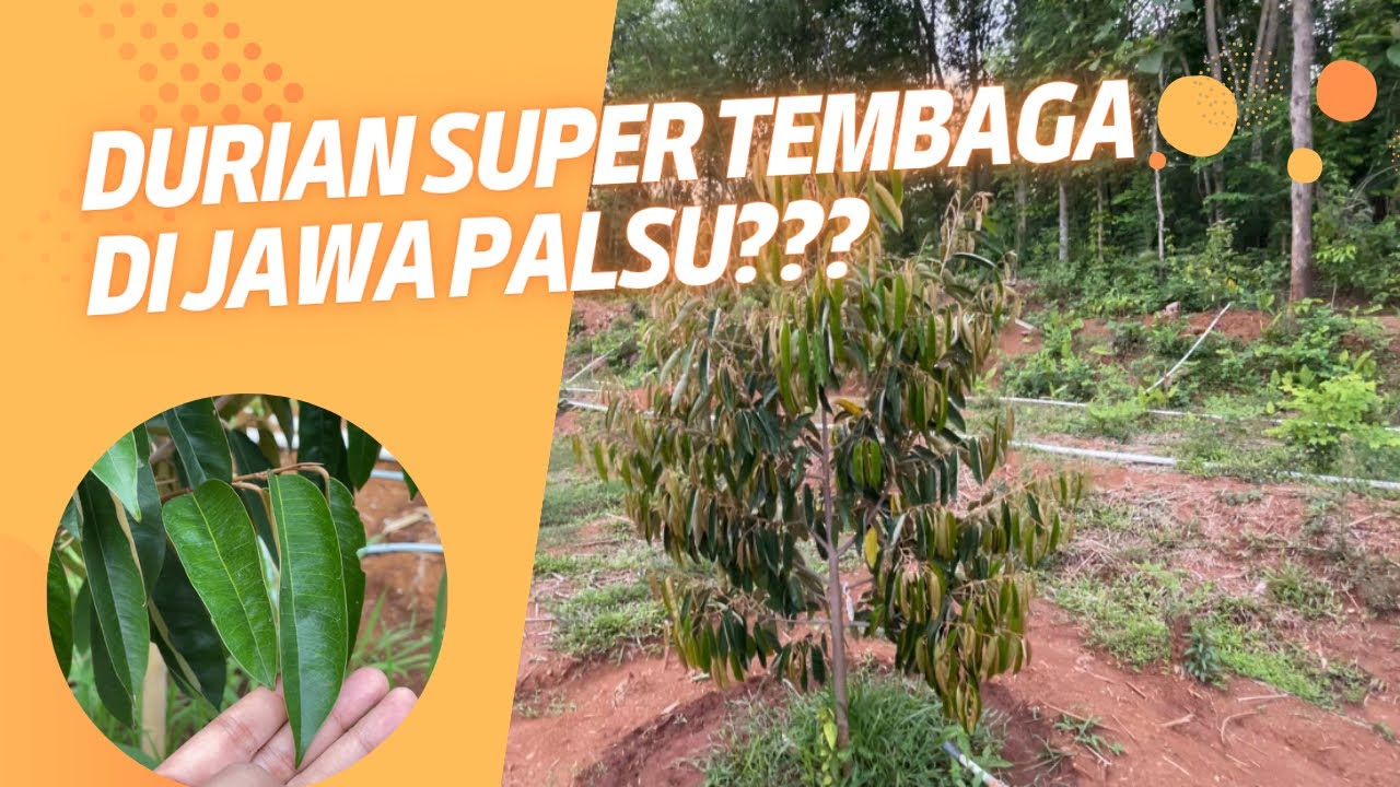 KENAPA DURIAN SUPER TEMBAGA DI PULAU JAWA BERBEDA DENGAN DI BANGKA?