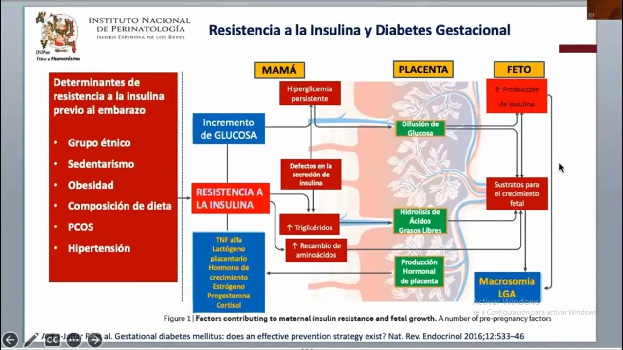 Hablemos de Diabetes en el Embarazo  INPer 141223