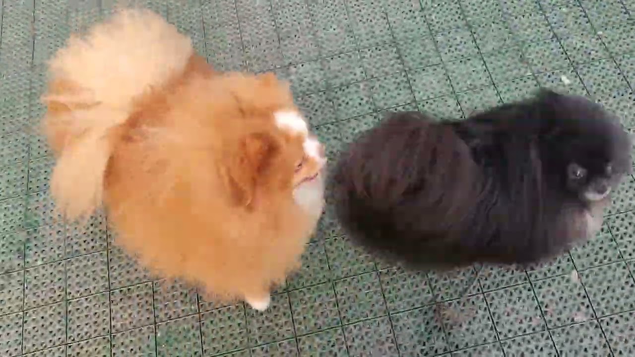 Сделал дело,гуляем смело😀✌️👌🐾🥰 Продажа щеночков доставка по миру+79788972514
