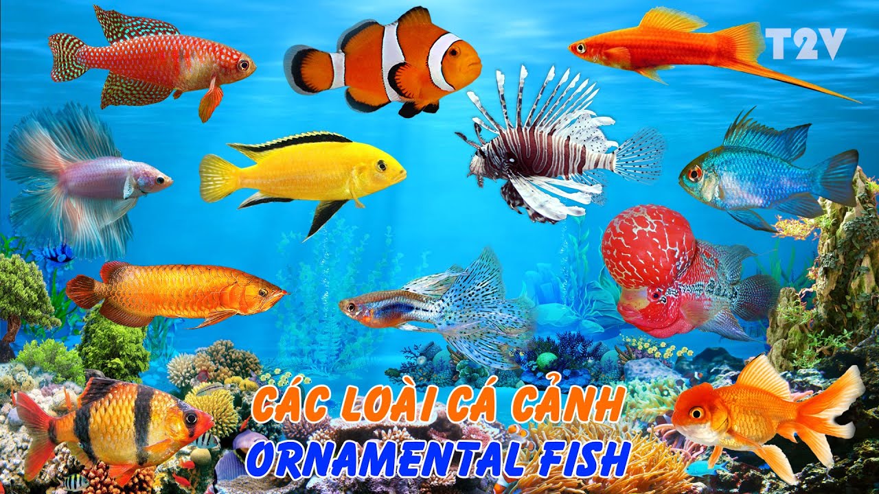 Những Lo&agrave;i C&aacute; Cảnh Đẹp Nhất Thế Giới - ORNAMENTAL FISH