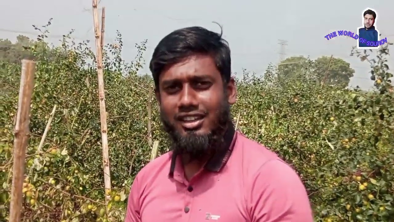 আপেল কুল ও বল সুন্দরী চাষে উদ্যোক্তার সফলতা, ত্রিবেণী, শৈলকুপা, ঝিনাইদহ। Video edited by- SOUROV.. 