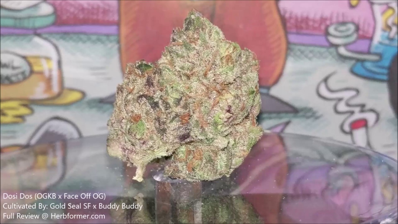 [Gold Seal SF] Dosi Dos