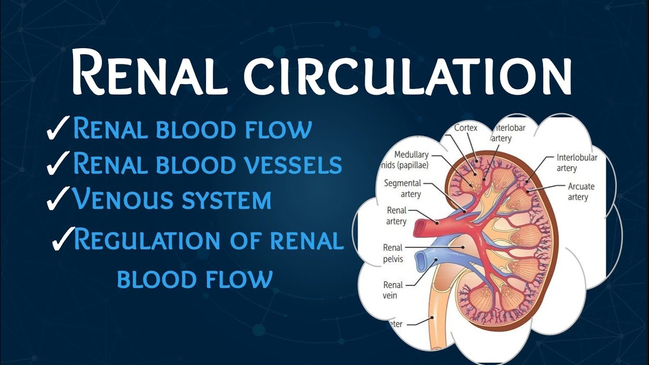 Renal Circulation Explained in hindi | Physiology | Dr. Saroj Kanwar | PhysioStudy
