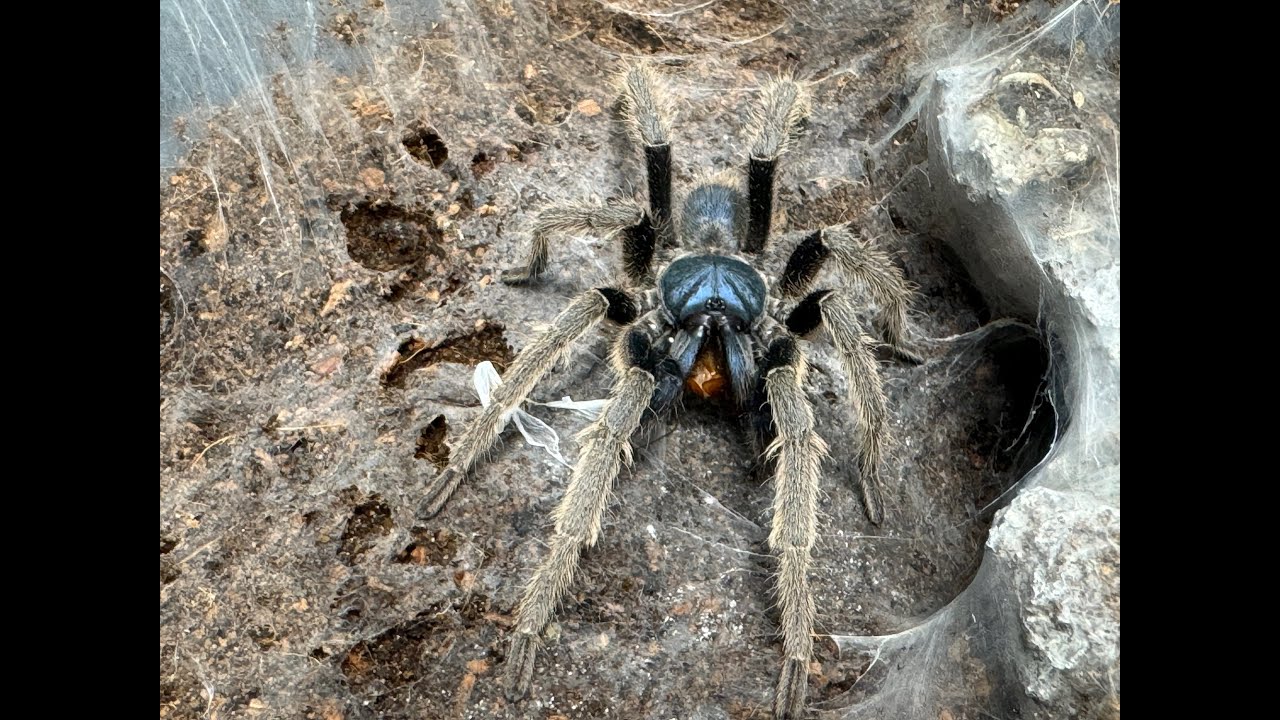 Экскурсия по Beastie Room