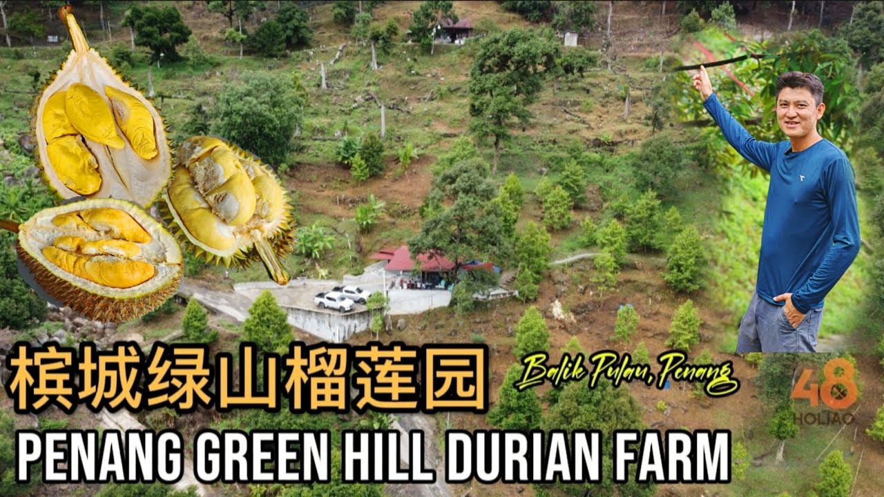 槟城绿山榴莲园 Penang Green Hill Durian Farm