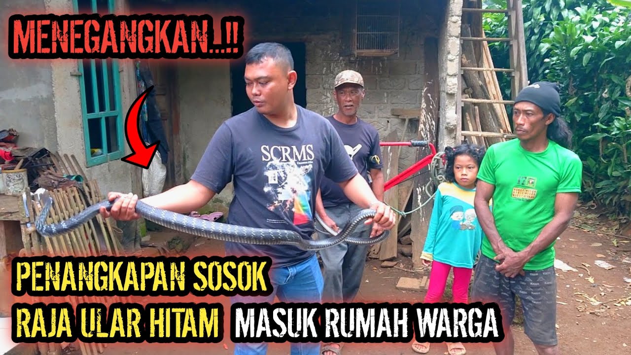 RAJA ULAR HITAM AKHIRNYA BERHASIL DI AMANKAN || HAMPIR DI AMUK WARGA