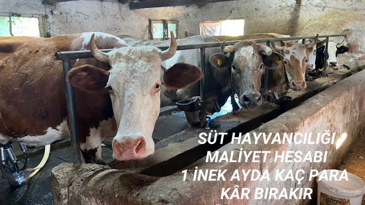 Süt Maliyeti 1 İnek Ne Kadar Kazandırıyor? Süt Hayvancılığının Karanlık Yüzü Çiftçi Ne Durumda