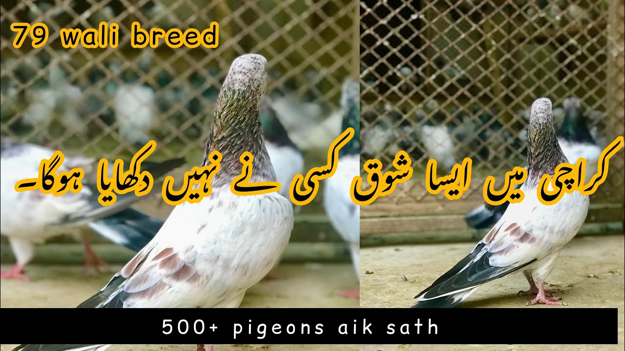 79 wale kabootar 500+ pigeons ka shok || 0317-8008609 || shok junoon tak wo-02