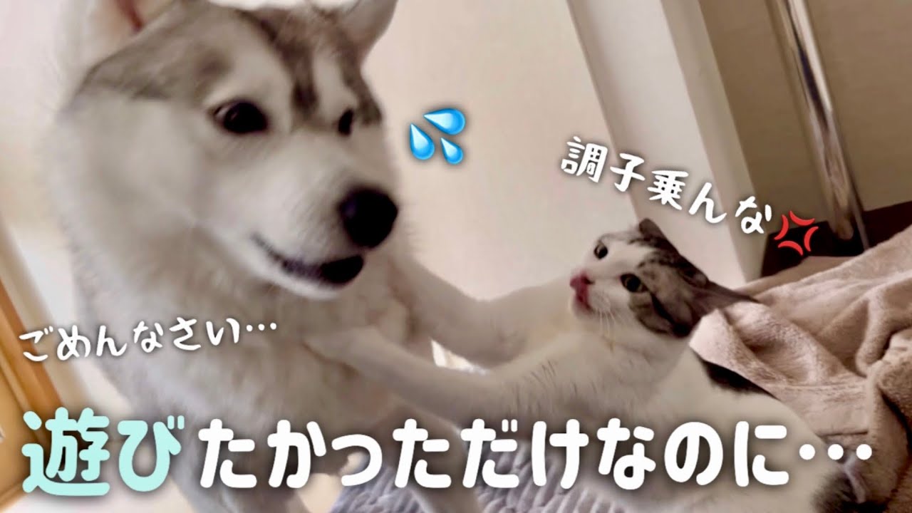 猫を遊びに誘ったらガチめに反撃されたハスキー