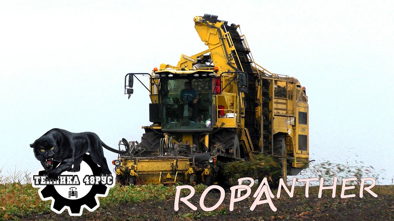 Ropa Panther - как Ropa Tiger 5, но на треть меньше. Уборка сахарной свёклы в Липецкой области