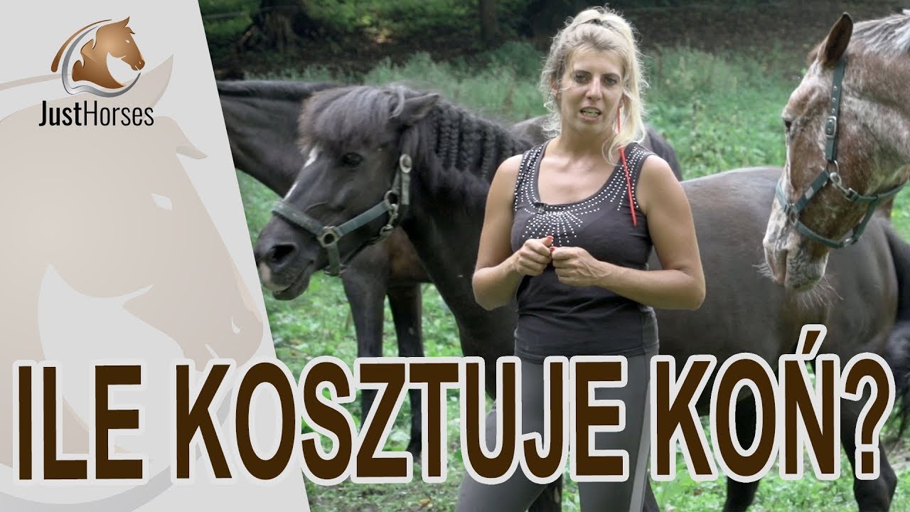 Ile kosztuje koń? Czyli jakiego konia kupić?