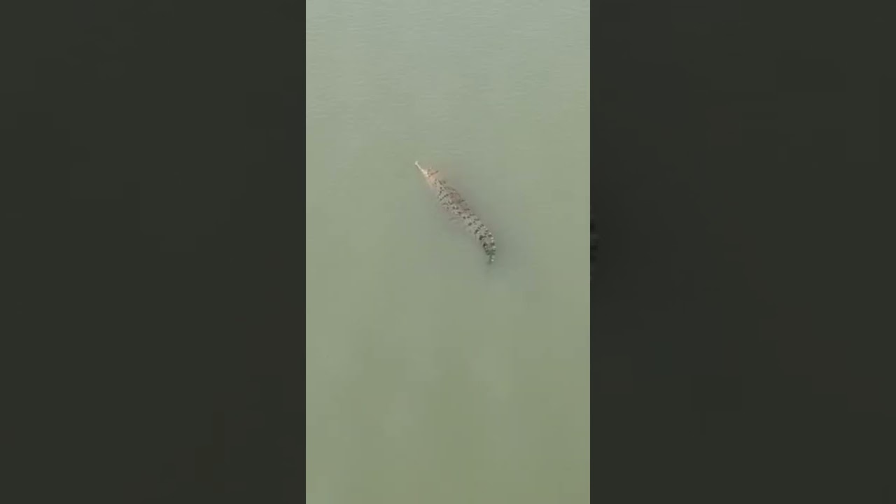 #shorts #crocodile #bhadrak district #salandi river #saialokjena