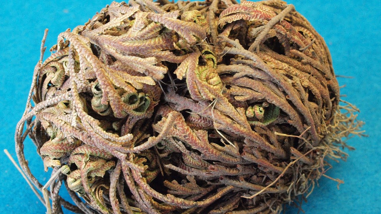 ИЕРИХОНСКАЯ РОЗА | Оживление растения за 4 часа!