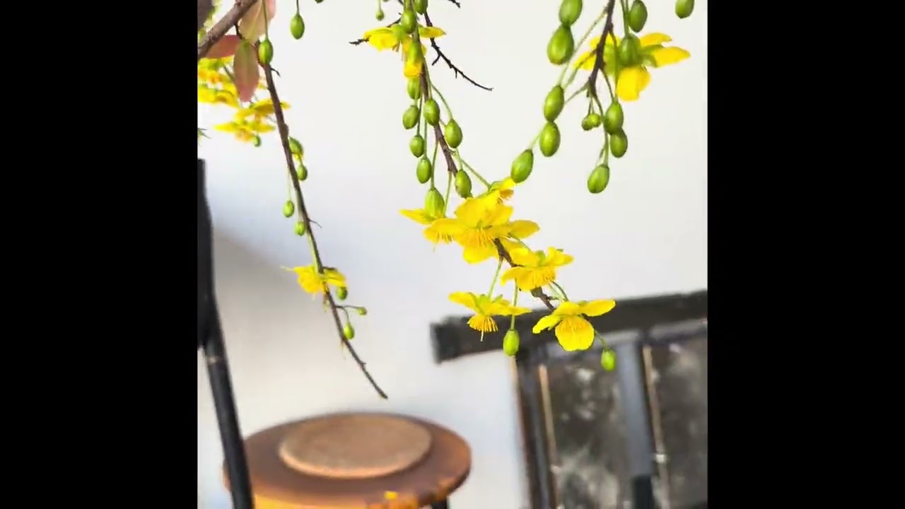 Mai Flower 