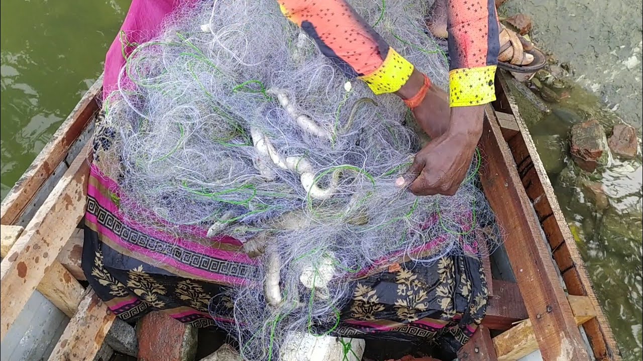 जाल से बड़ी बड़ी बम मछली कैसे पकड़ते हैं || net duara big baam fish hunting kaise karen
