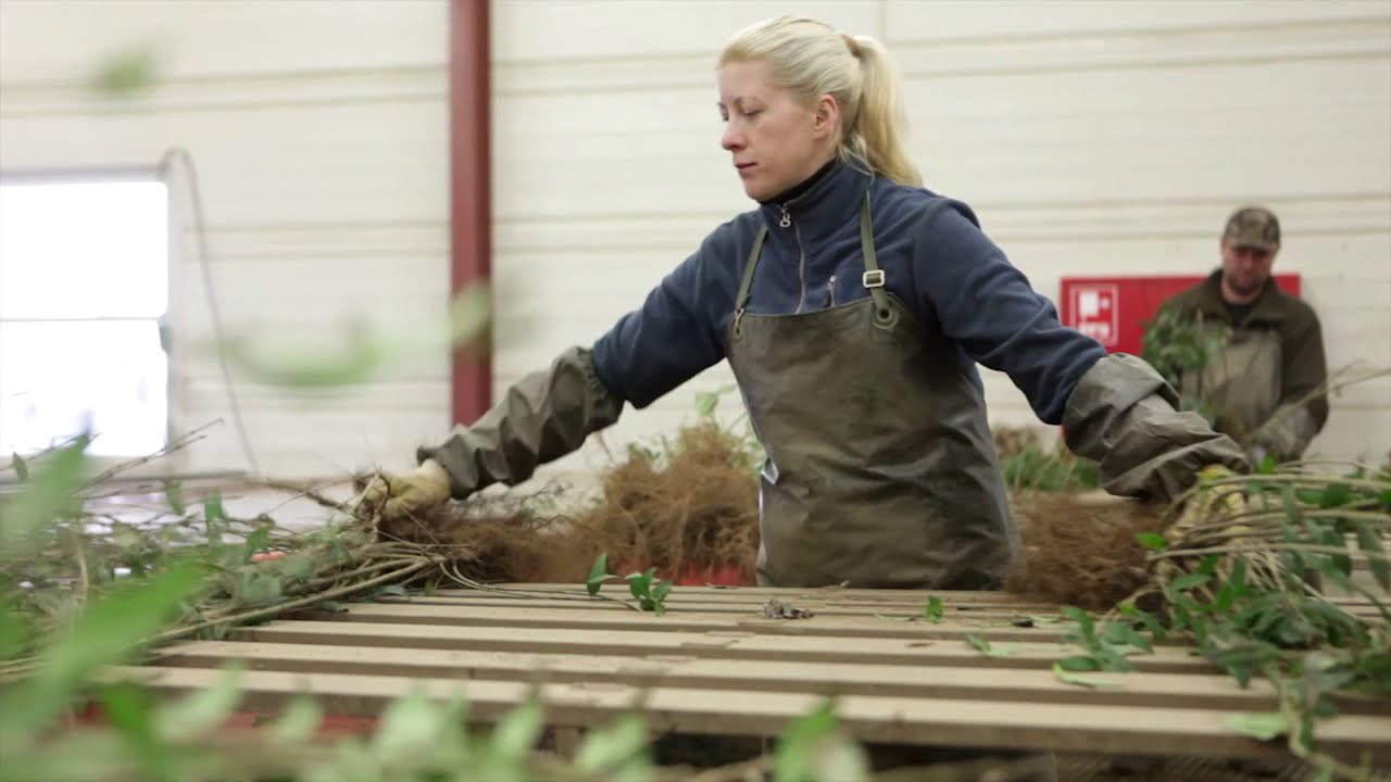 Ligusterhæk - Hvor kommer ligusterhækken fra? Se med her!