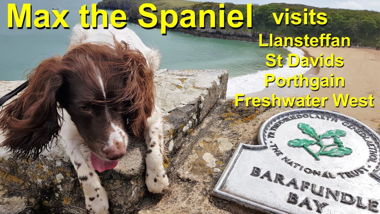 Springer Spaniel Max visits LLansteffan, Porthgain, St Davids and Freshwater West