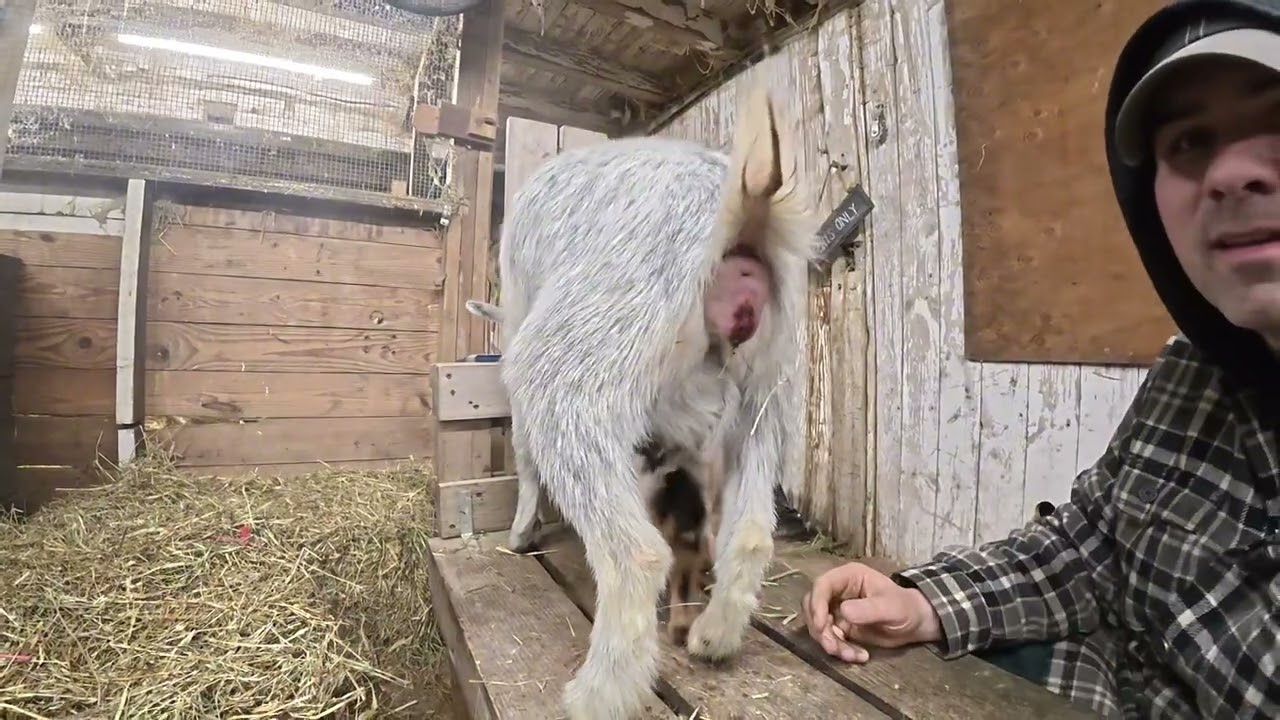 Our first goat kid of the season!
