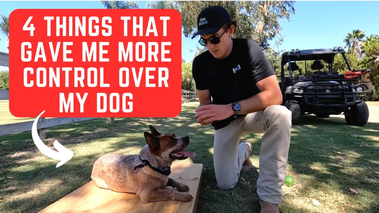 4 Easy Ways to Have More Control Over Your Dog