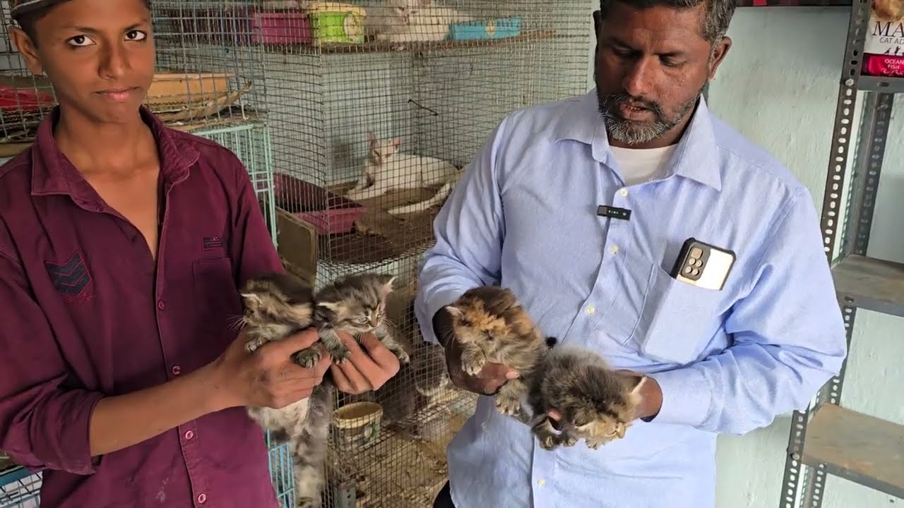 Sabse saste Persian kittens & cat's in Hyderabad A to Z Cattery Shaheen nagar | Adoption 🐈