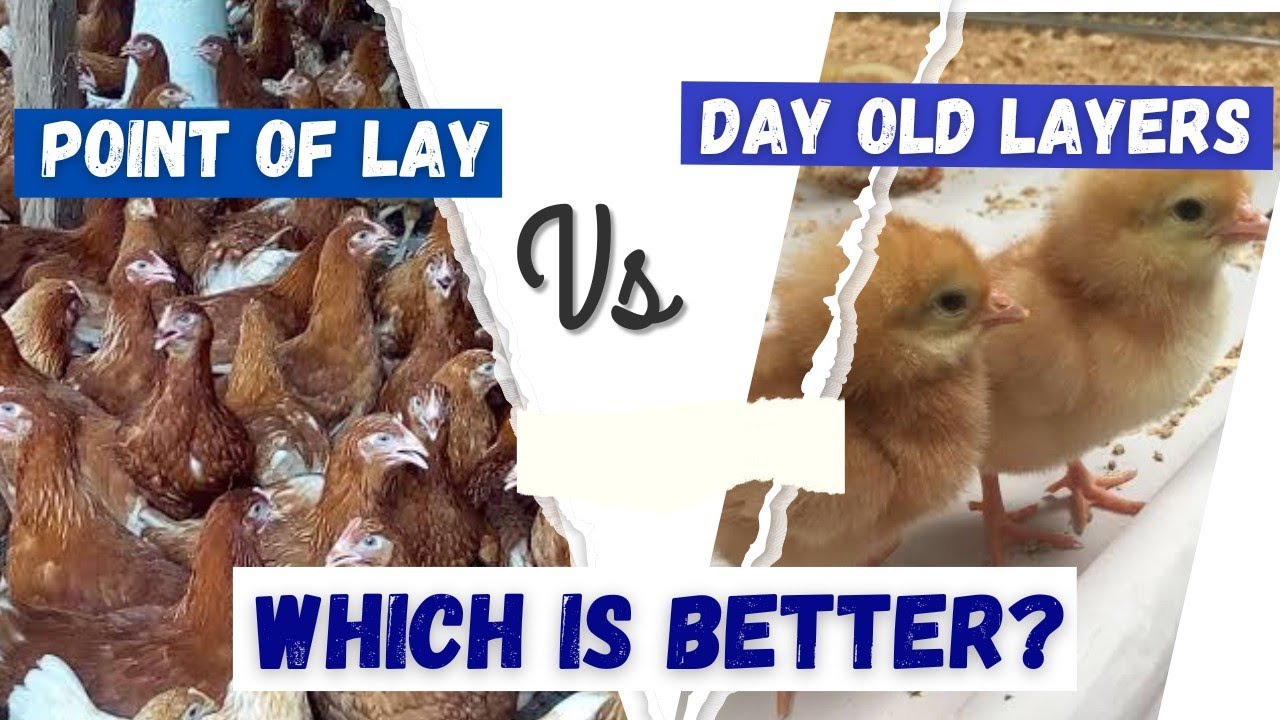 Point of Lay Vs Day Old Layers: Which should you choose as a new farmer?