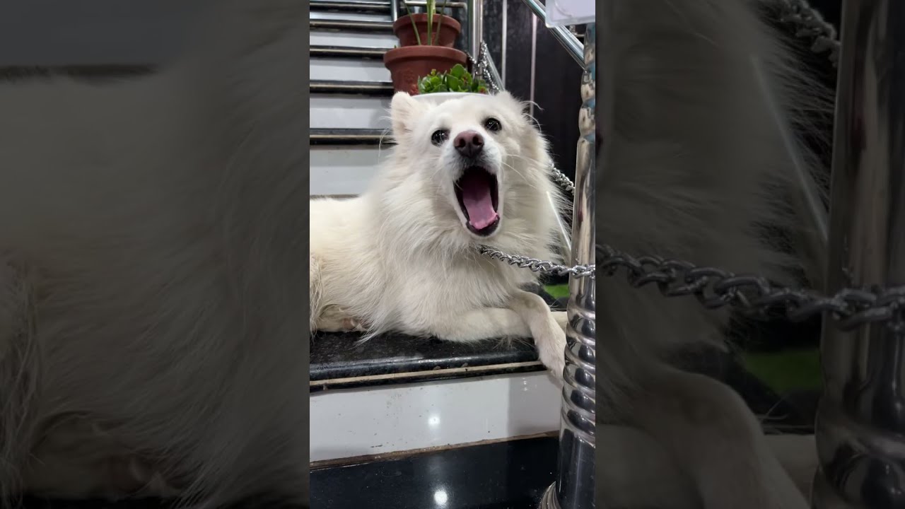 olly the pomeranian dog is live