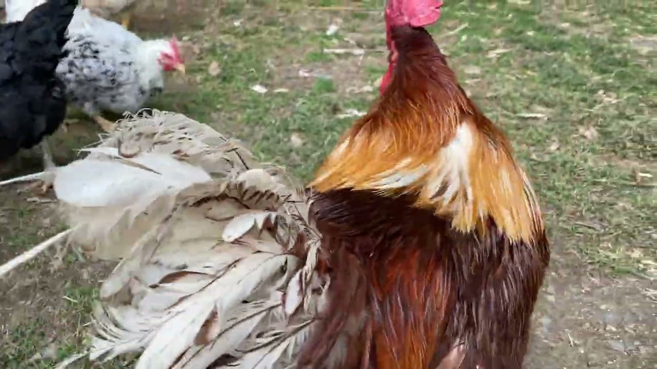 太陽はペンギンに攻撃されるから、距離を取っている。