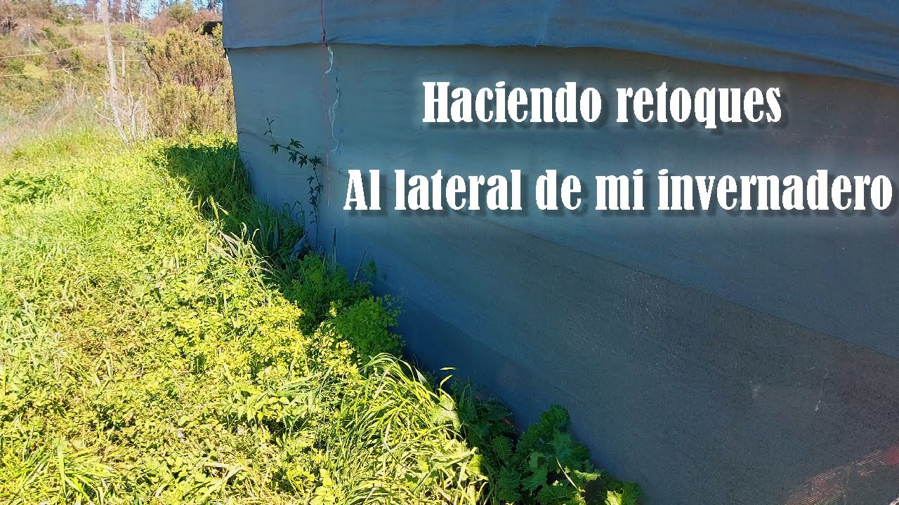 Rescatando mis suculentas de la maleza 😱